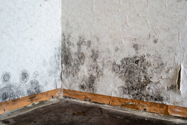 Reliable Bowmansville, PA Mold Removal Solutions